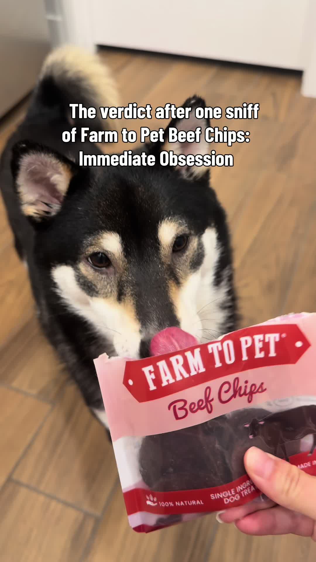 @Flock of Shibas 🐕🐕🐕