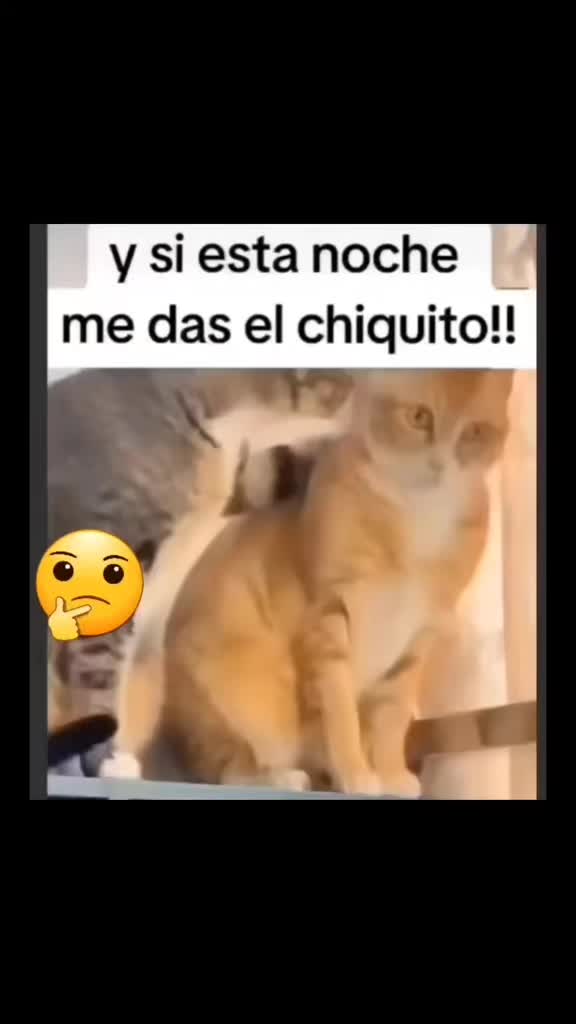 @el panda solitario