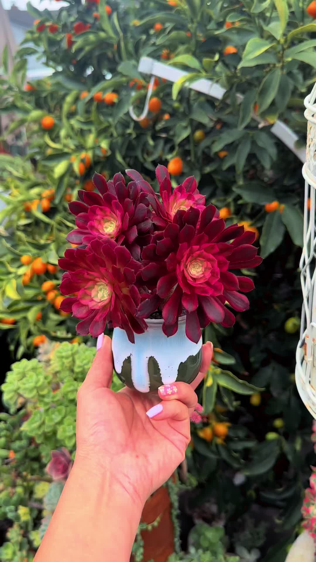 @euphoriablooms