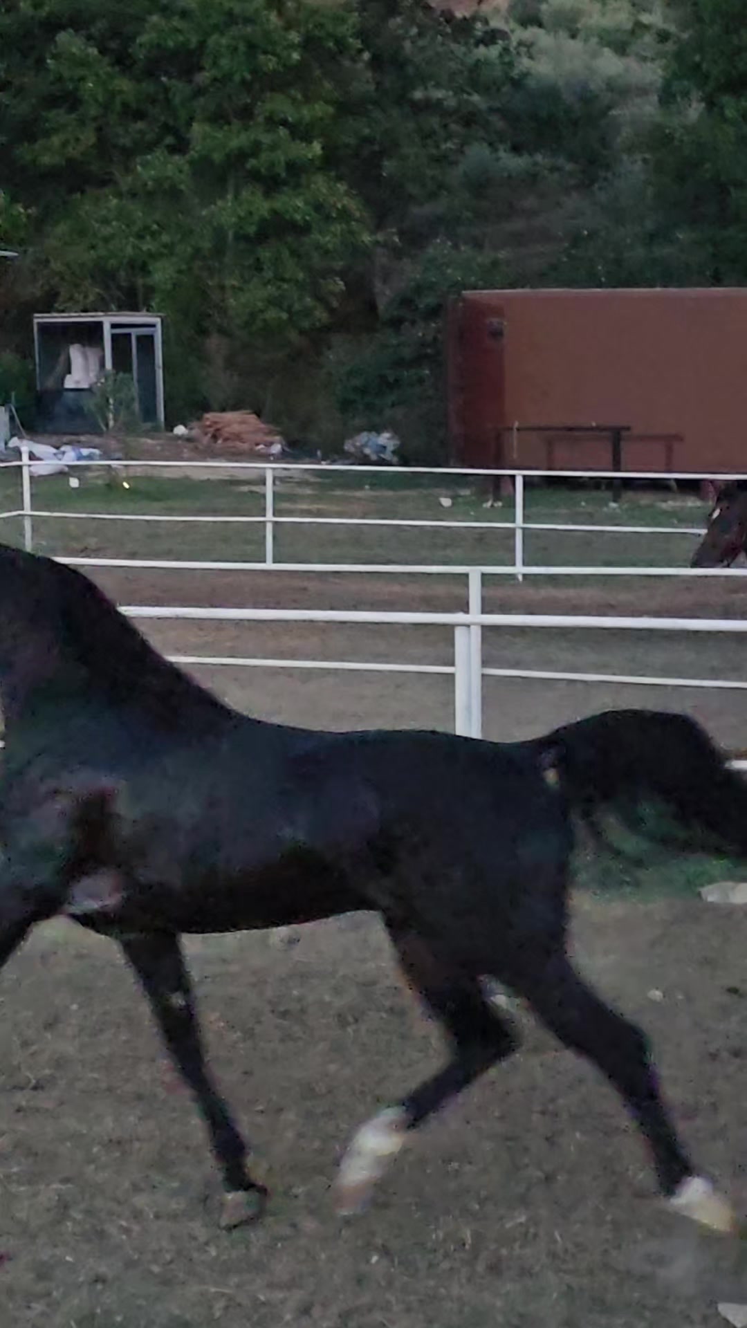 @Horse Training Center Albania