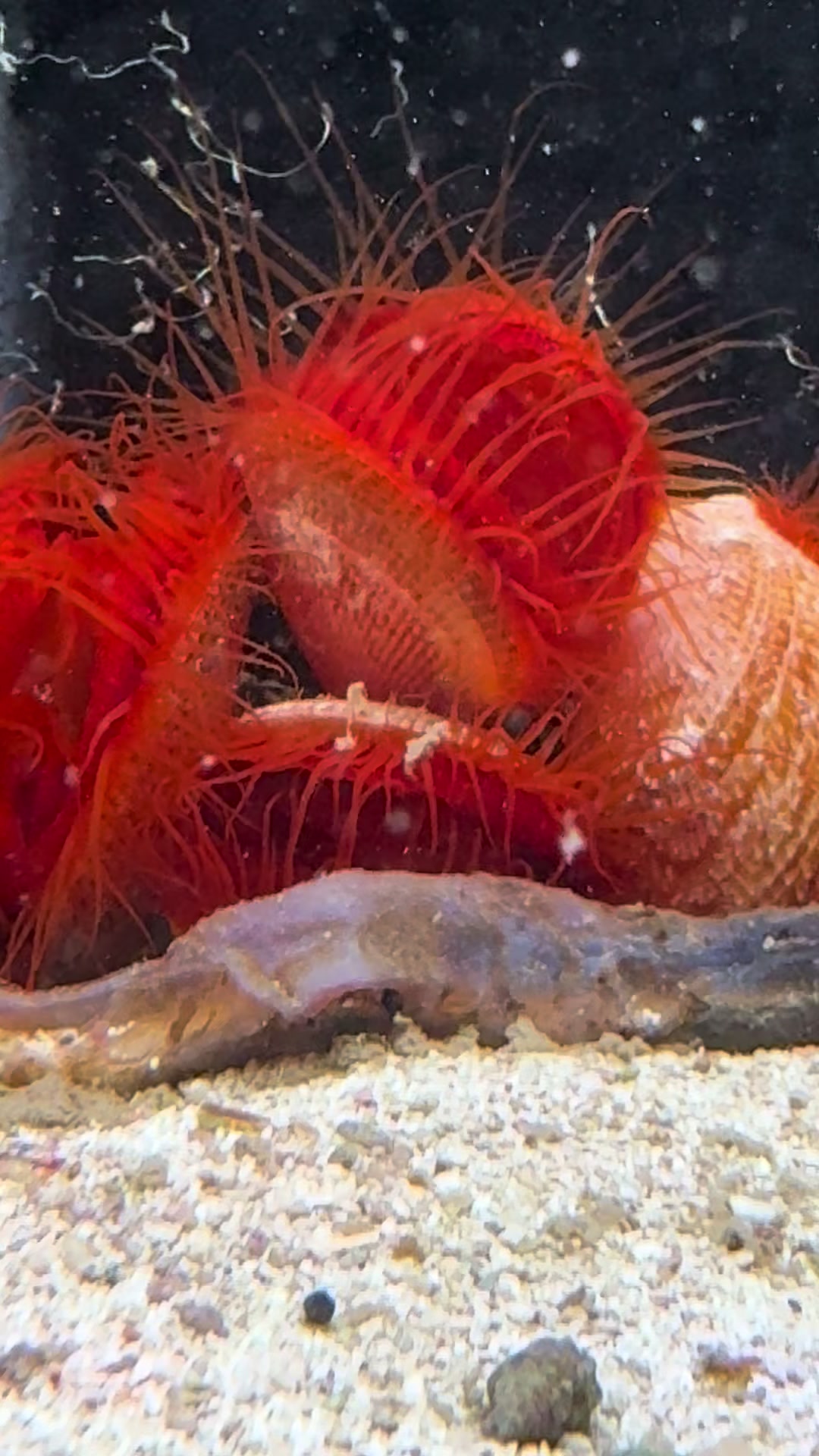 @fintastic aquariums