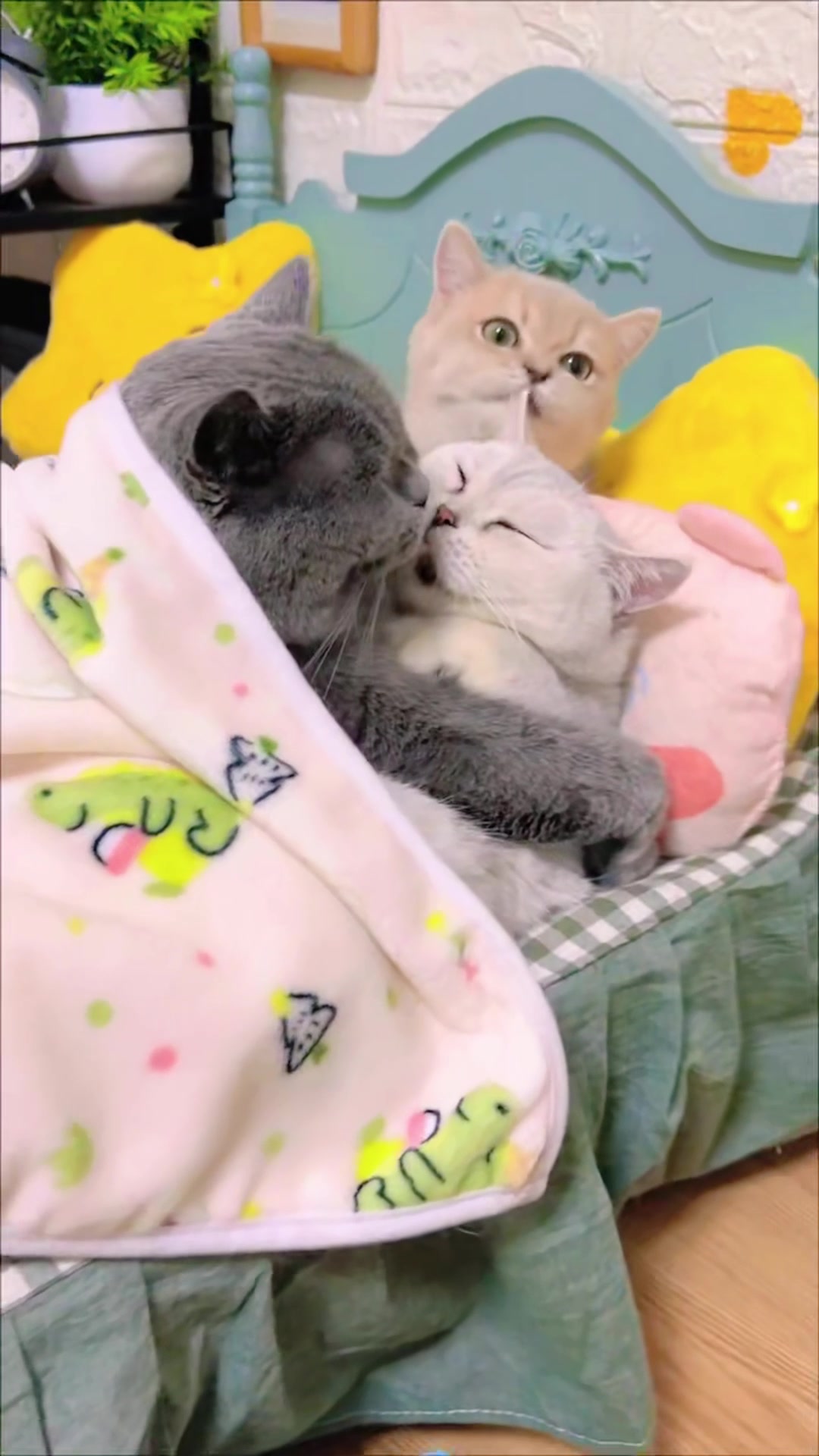 @The Kitten Council 😻😻