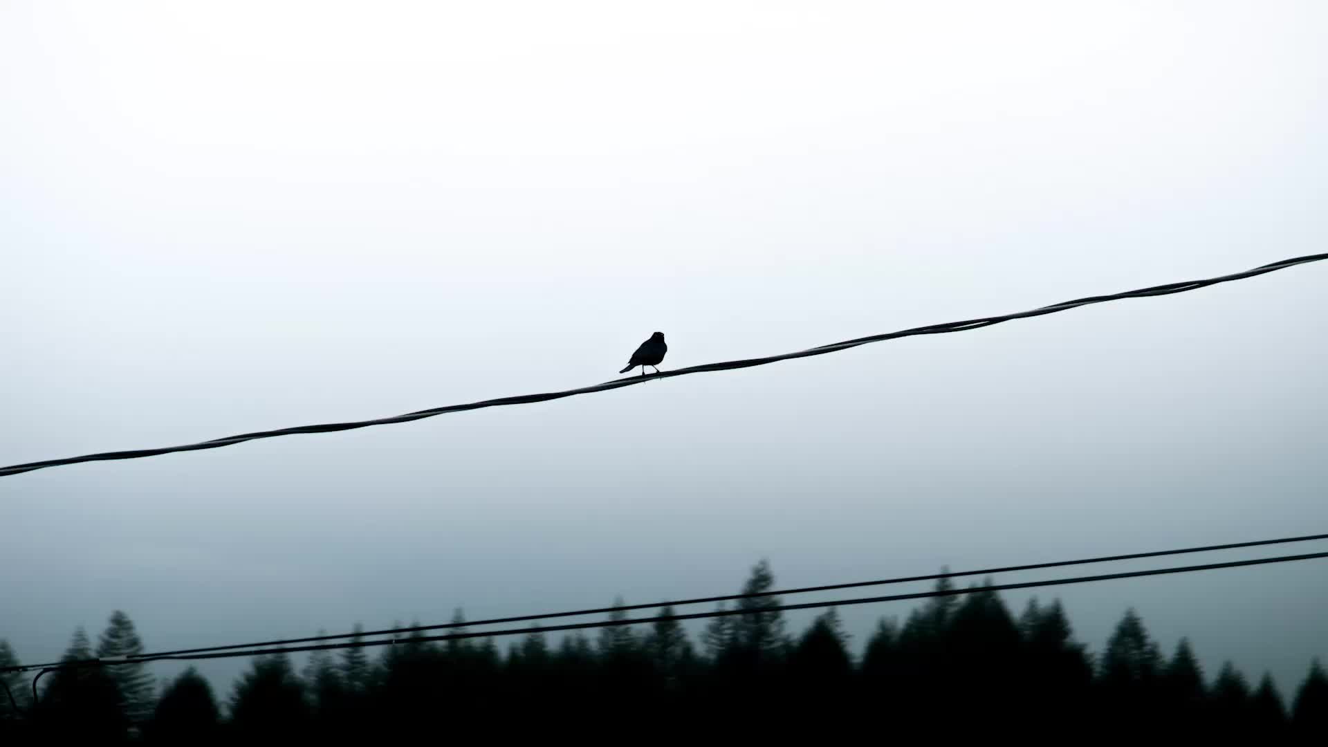 @Bird Lens