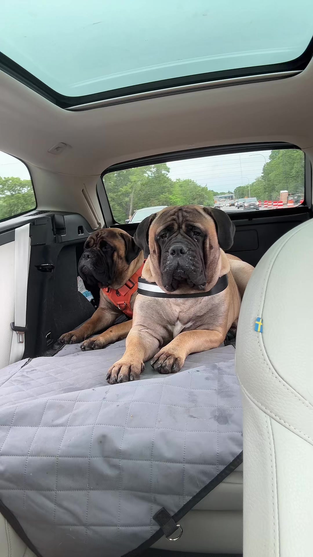 @🐾BullMastiff Mom 🐾💜