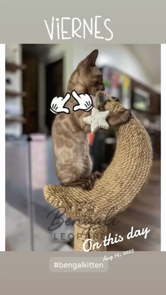 @ＢＥＮＧＡＬ&Iacute;&emsp;ＬＥＯＰＡＲＤＳ