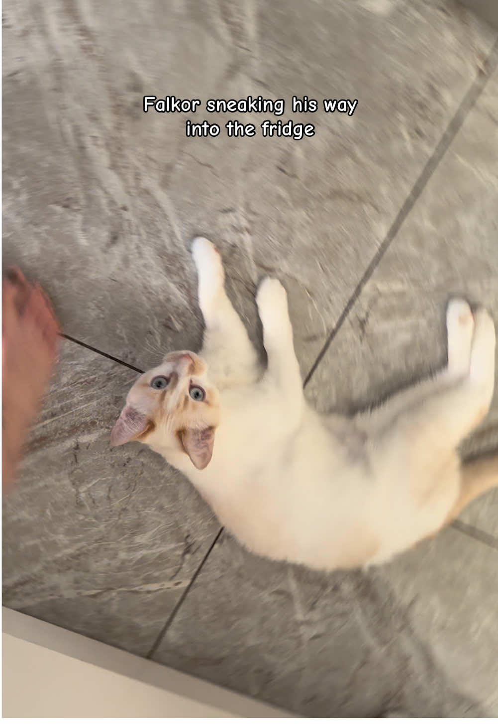 @Gizmo & Falkor🇨🇦🐾