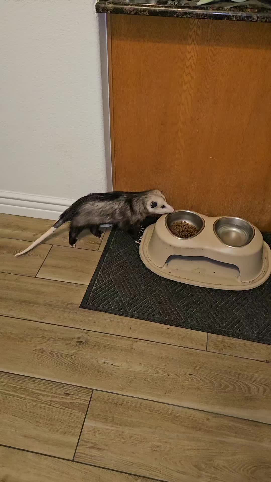 @OPOSSUMDAWGMOM