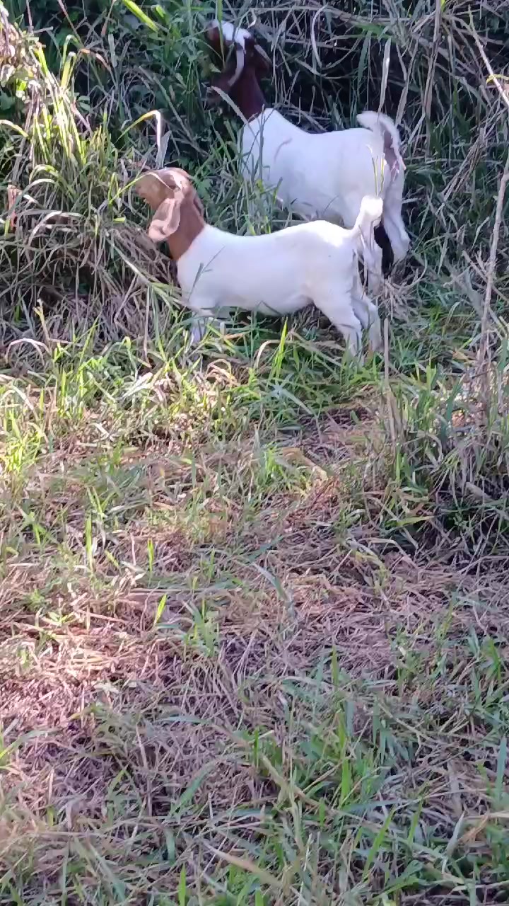 @Hillside farms 🐐