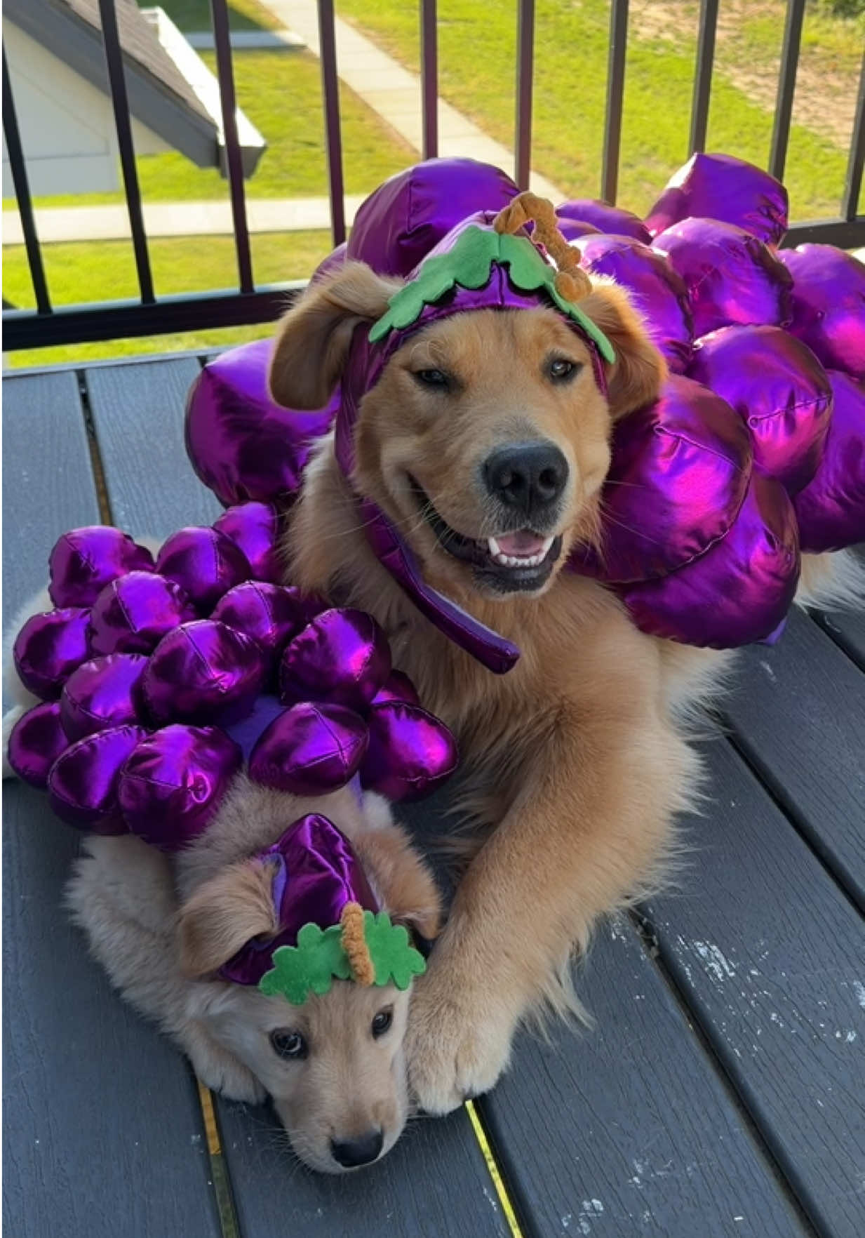 @Teddy & Tucker🐾