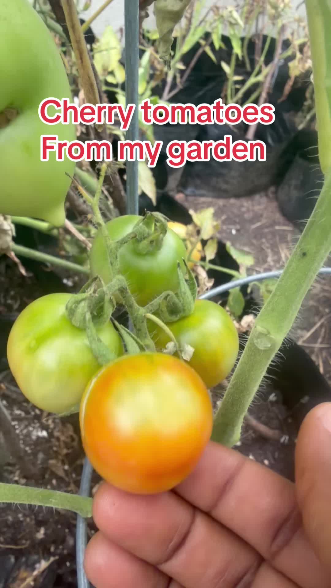 @Gracefully farm land