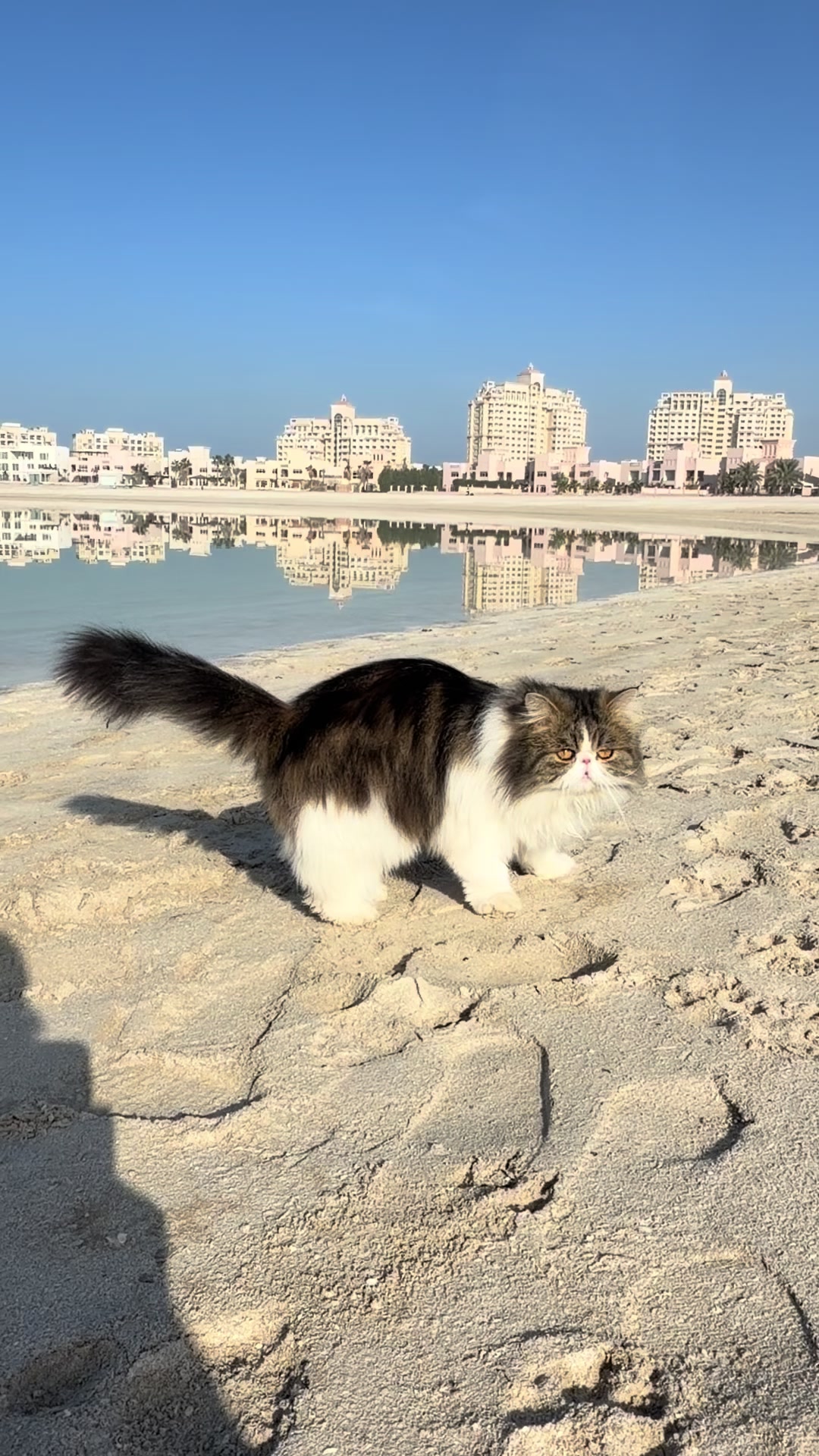 @thezenkitty