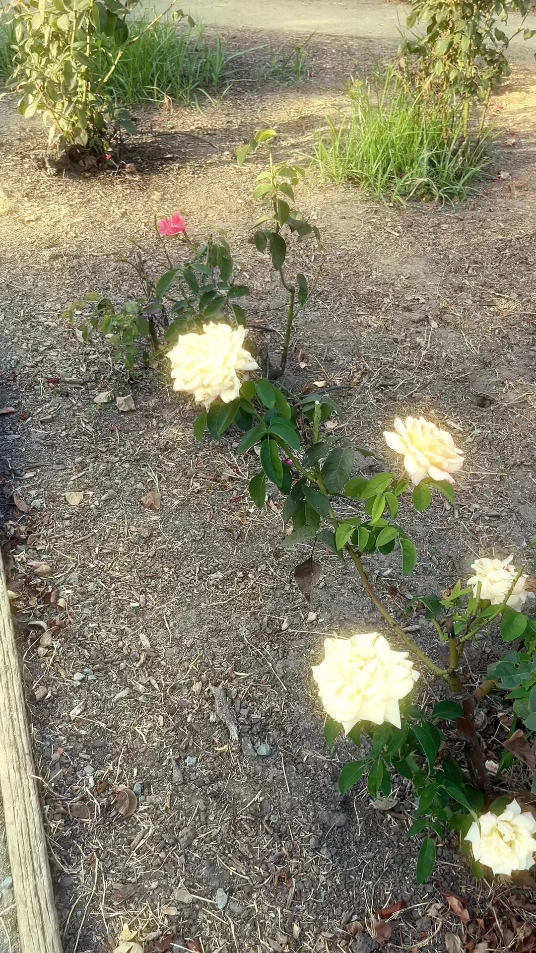 @𝒙