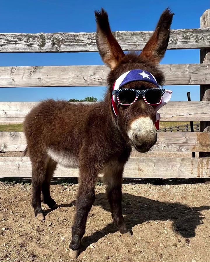 @Double Donkey Ranch