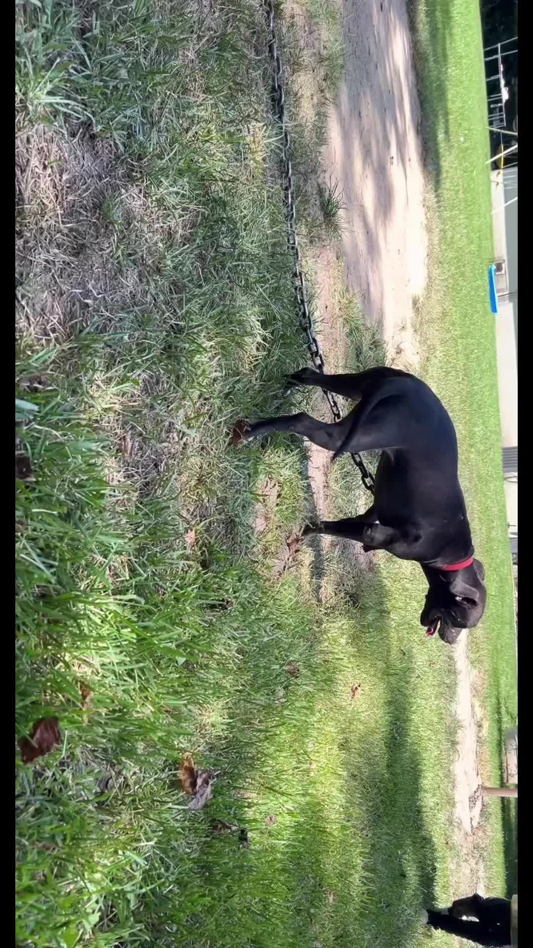 @Big Bookie Kennels