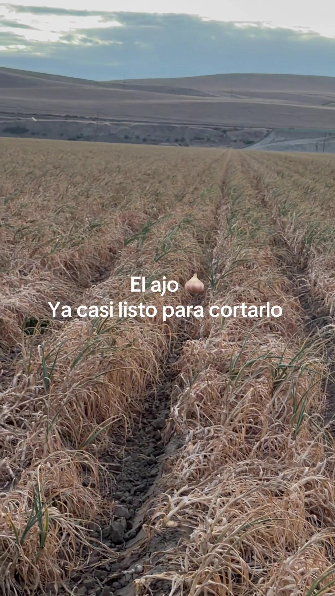 @Chela A367