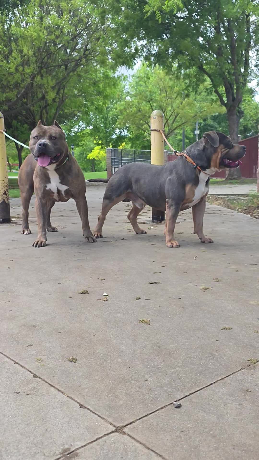 @hwy4bullyz