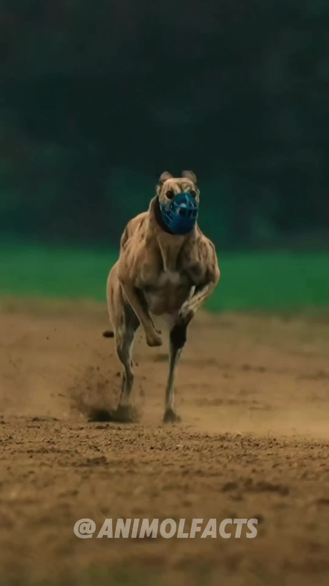 @animolfacts