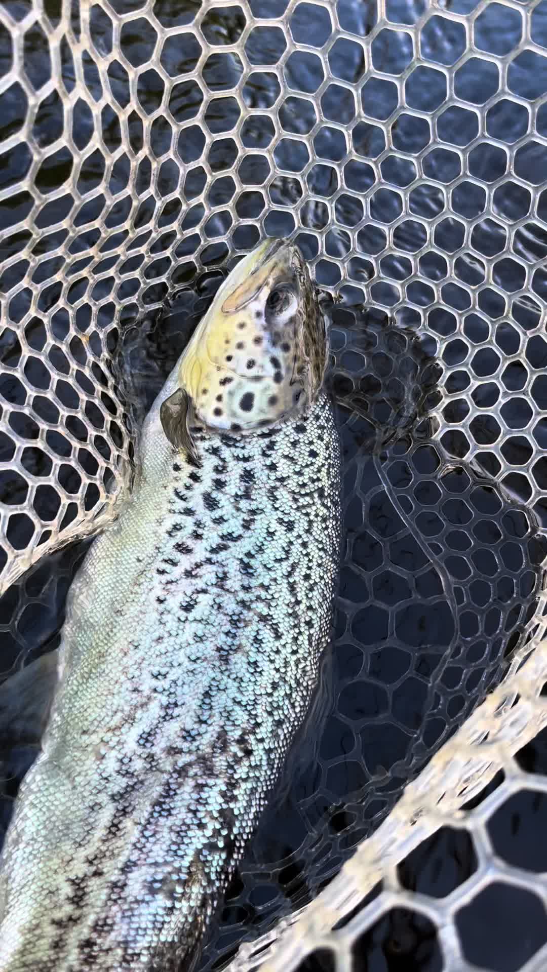 @lucky.hat.fly.fishing