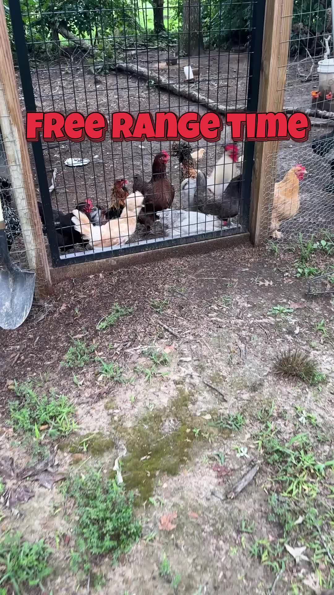 @Rhinestone Ridge Farms