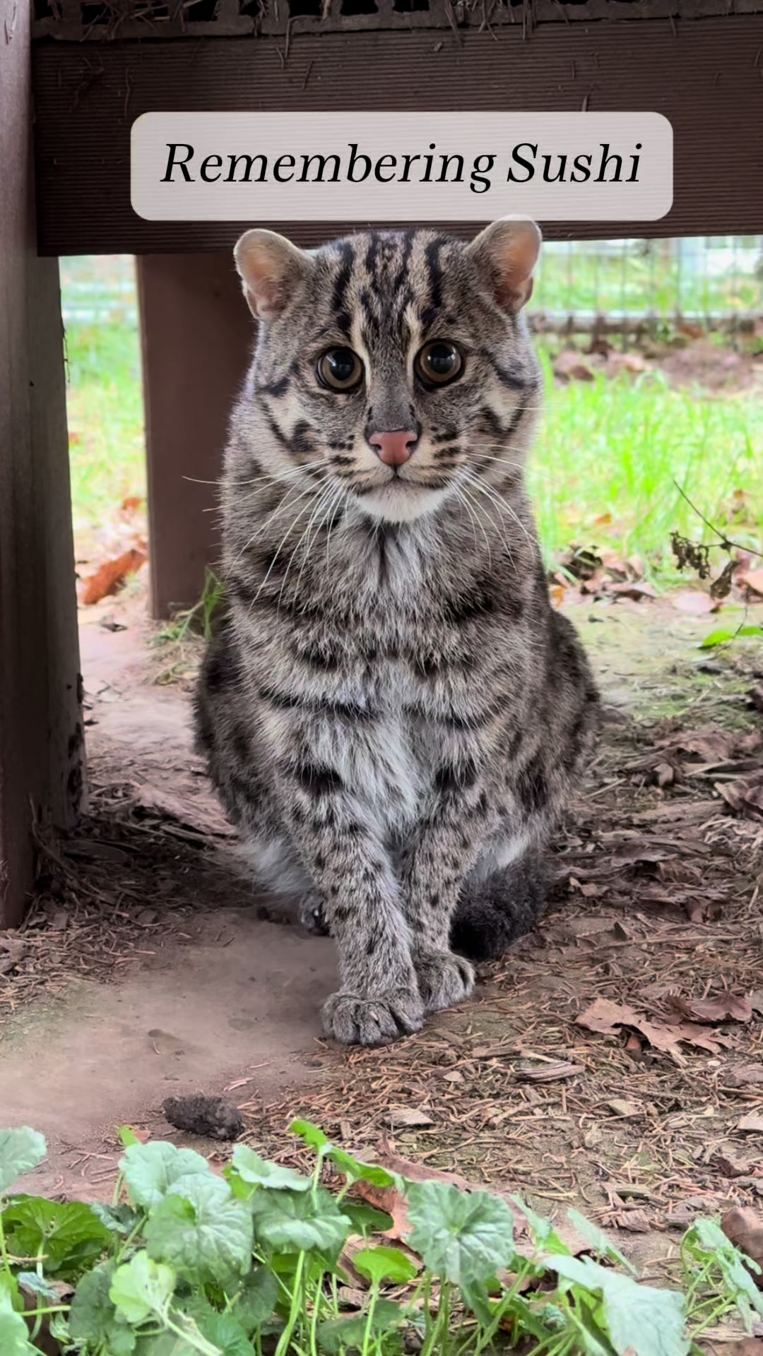 @The Wildcat Sanctuary