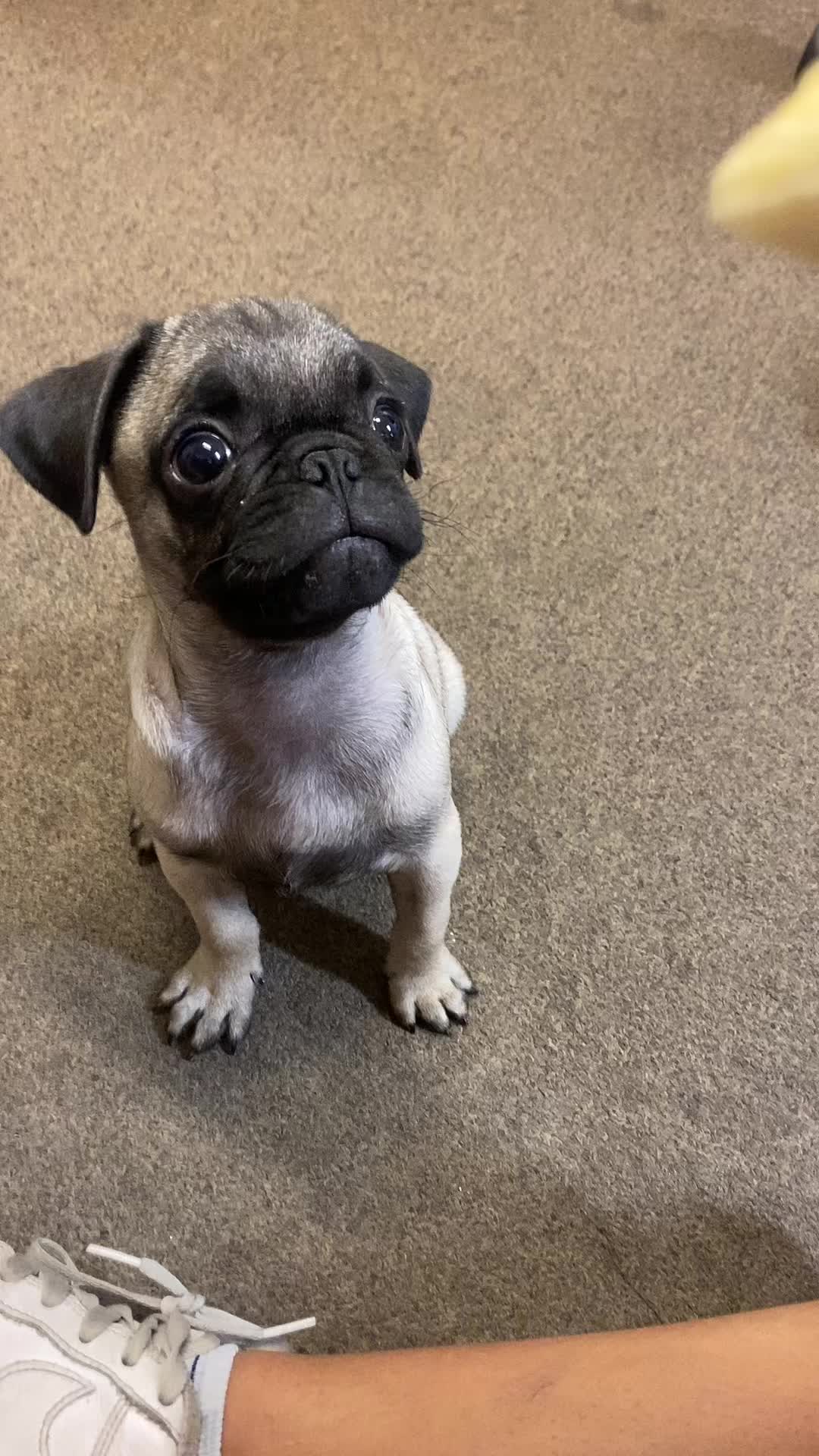 @Puggo ❤️