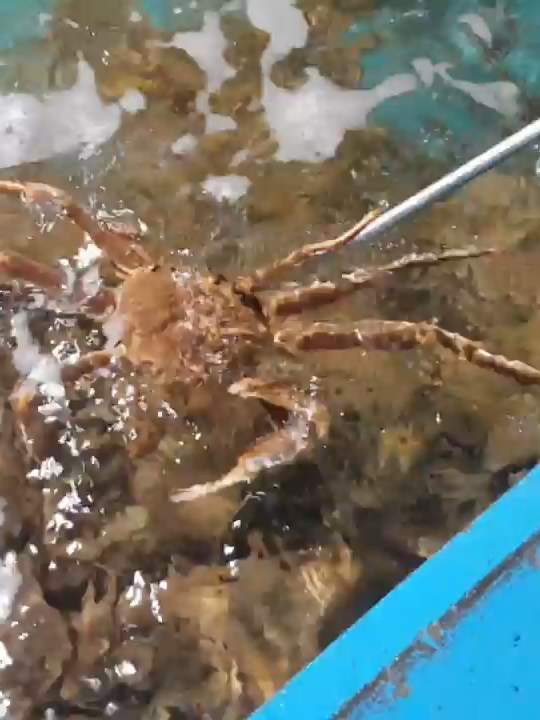 @킹크랩 대게 동해수산유통