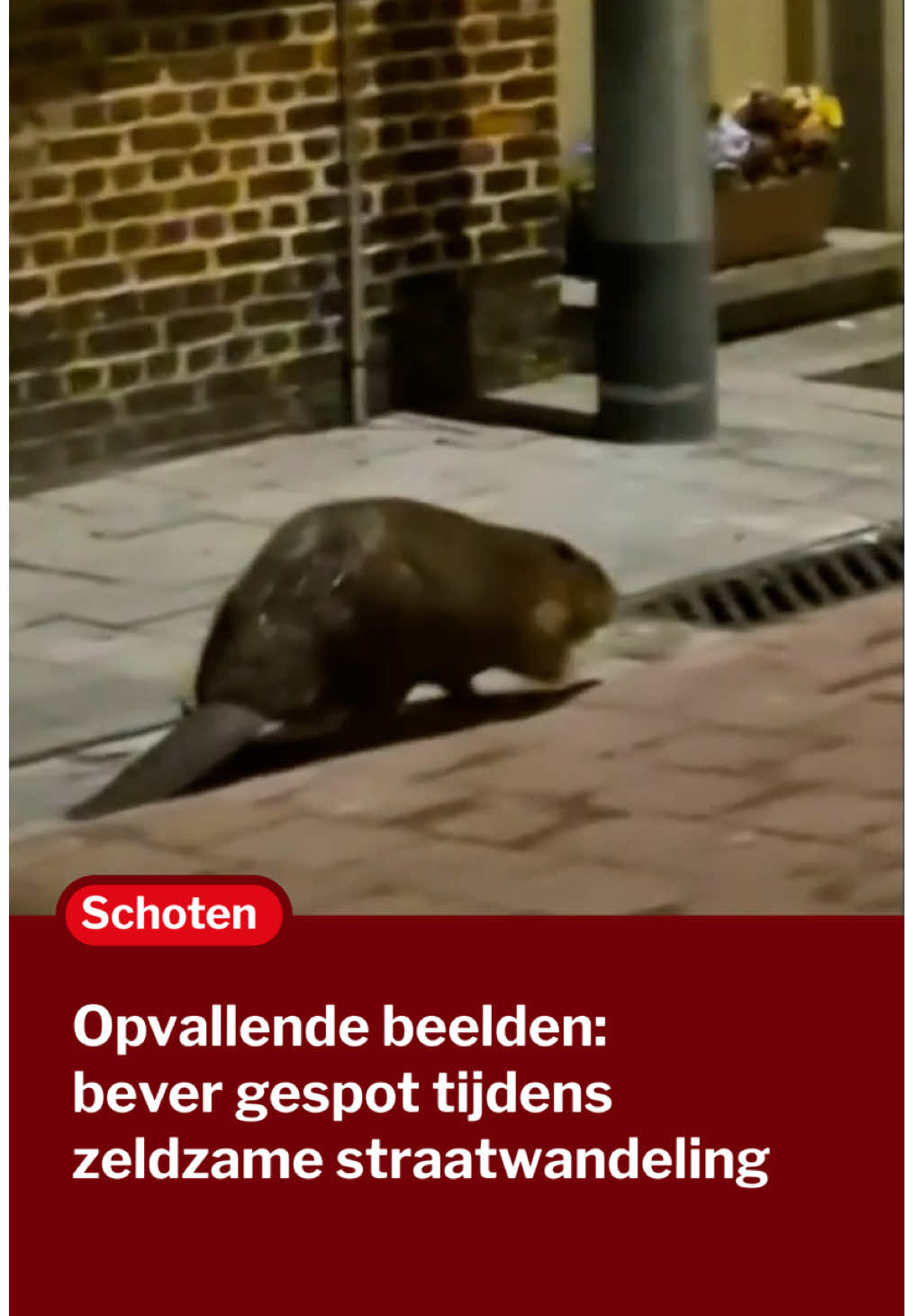 @Gazet van Antwerpen