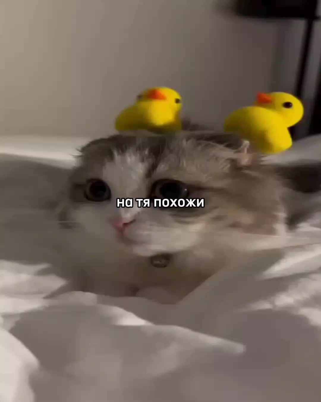 @ꜰᴇɴʏᴀ@