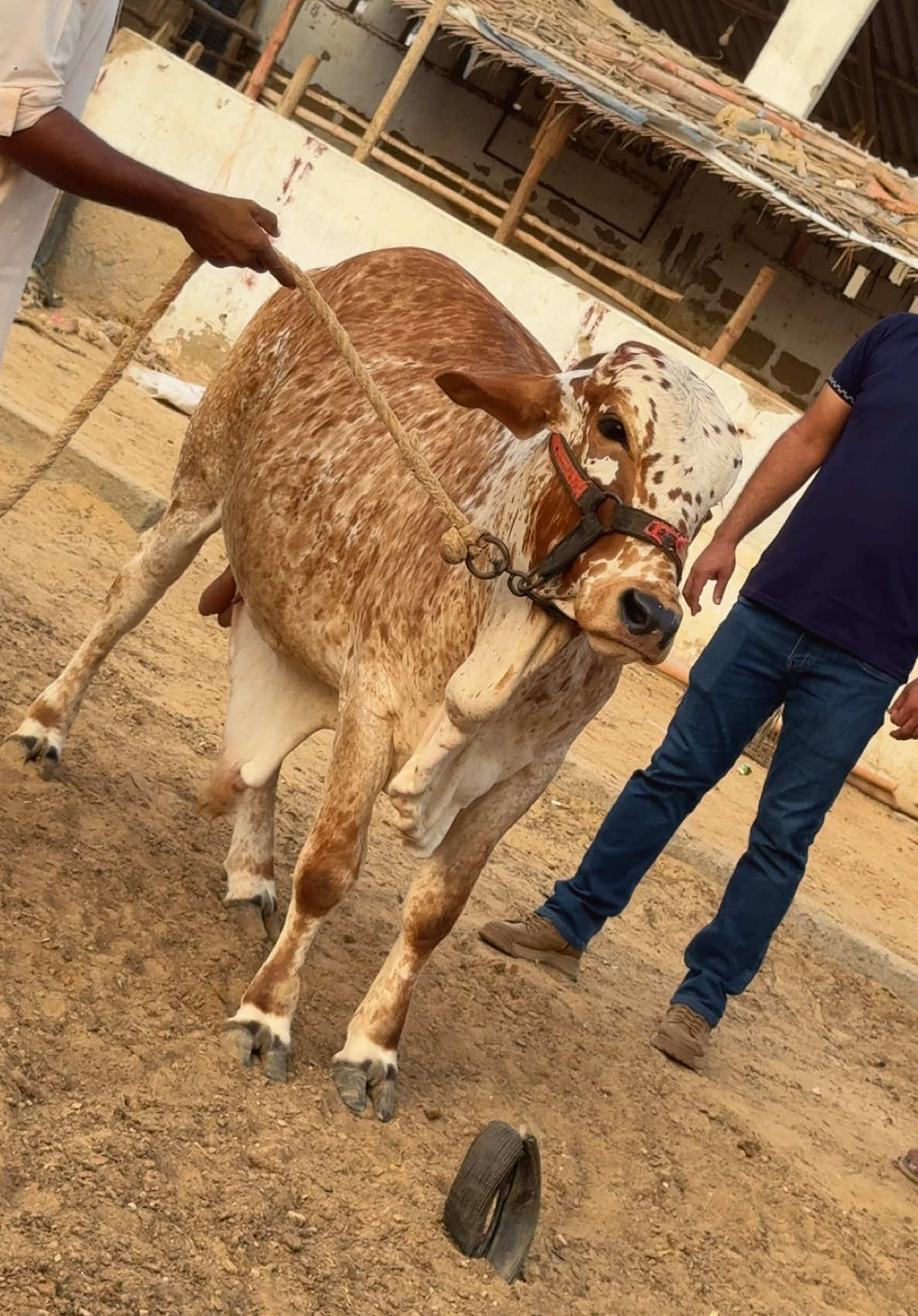 @Karachi Bull lovers