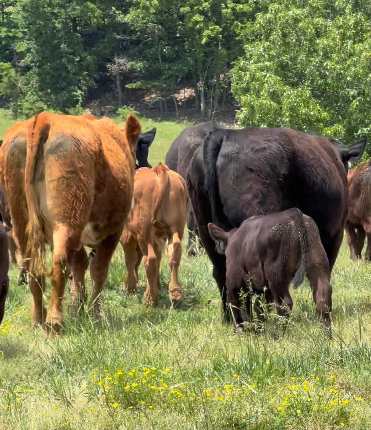 @Massey Land & Cattle