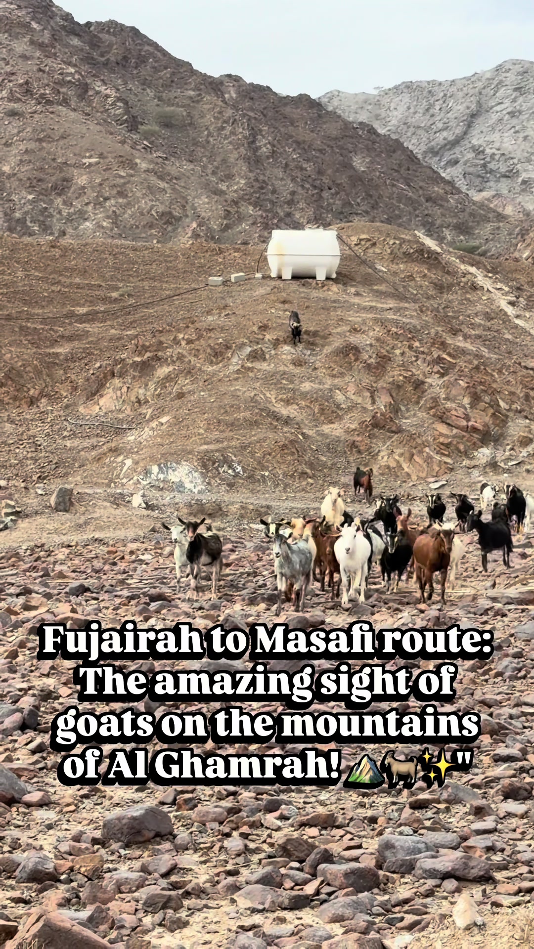 @Fujairah Lovers