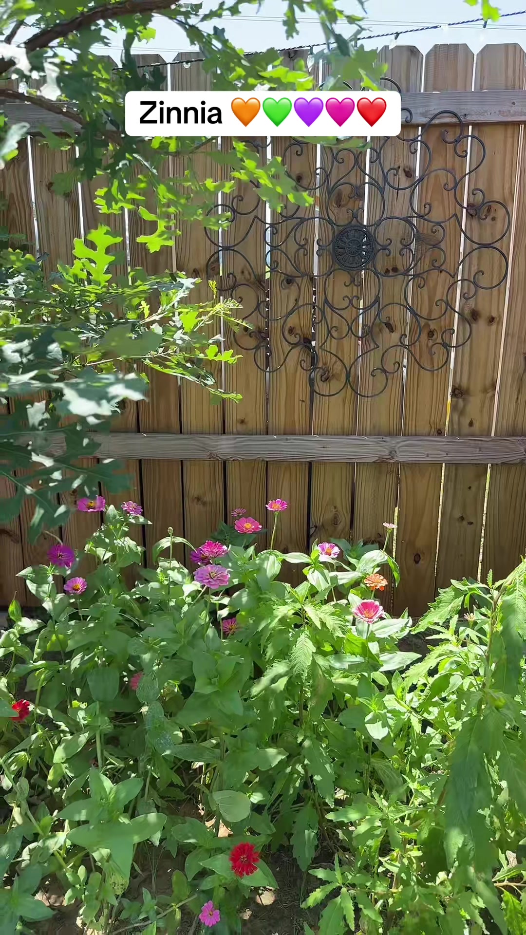 @Garden roses norma 🌹🌺🌷