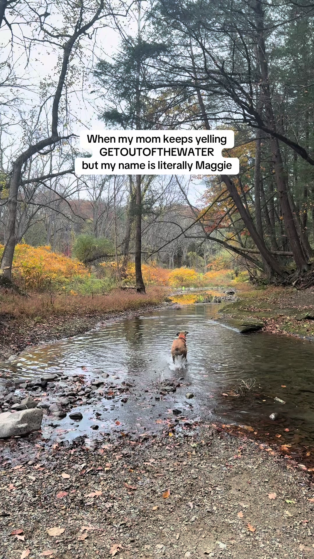 @Maggiemaytheshepherd
