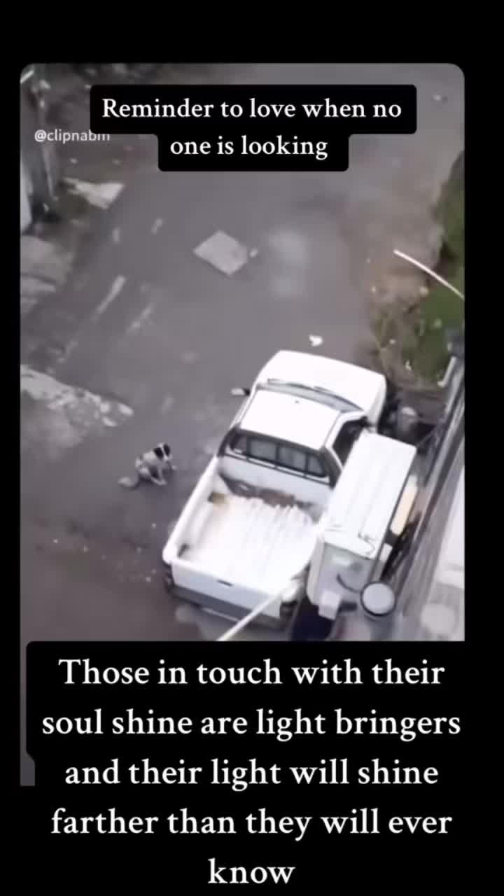 @Animal&ensp;Antics