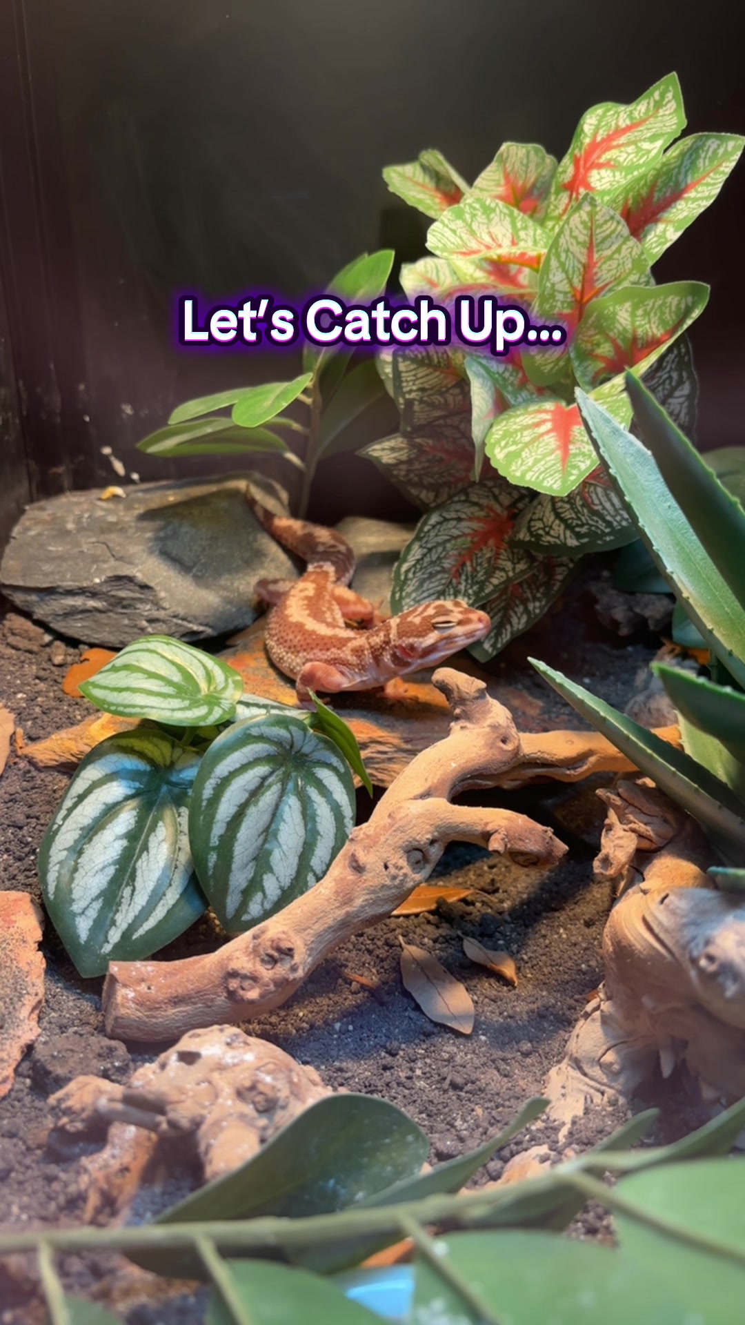 @Megan 🦎 🐈