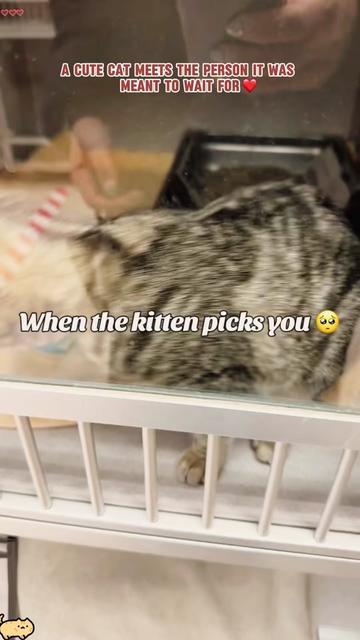 @GoofyGalloper