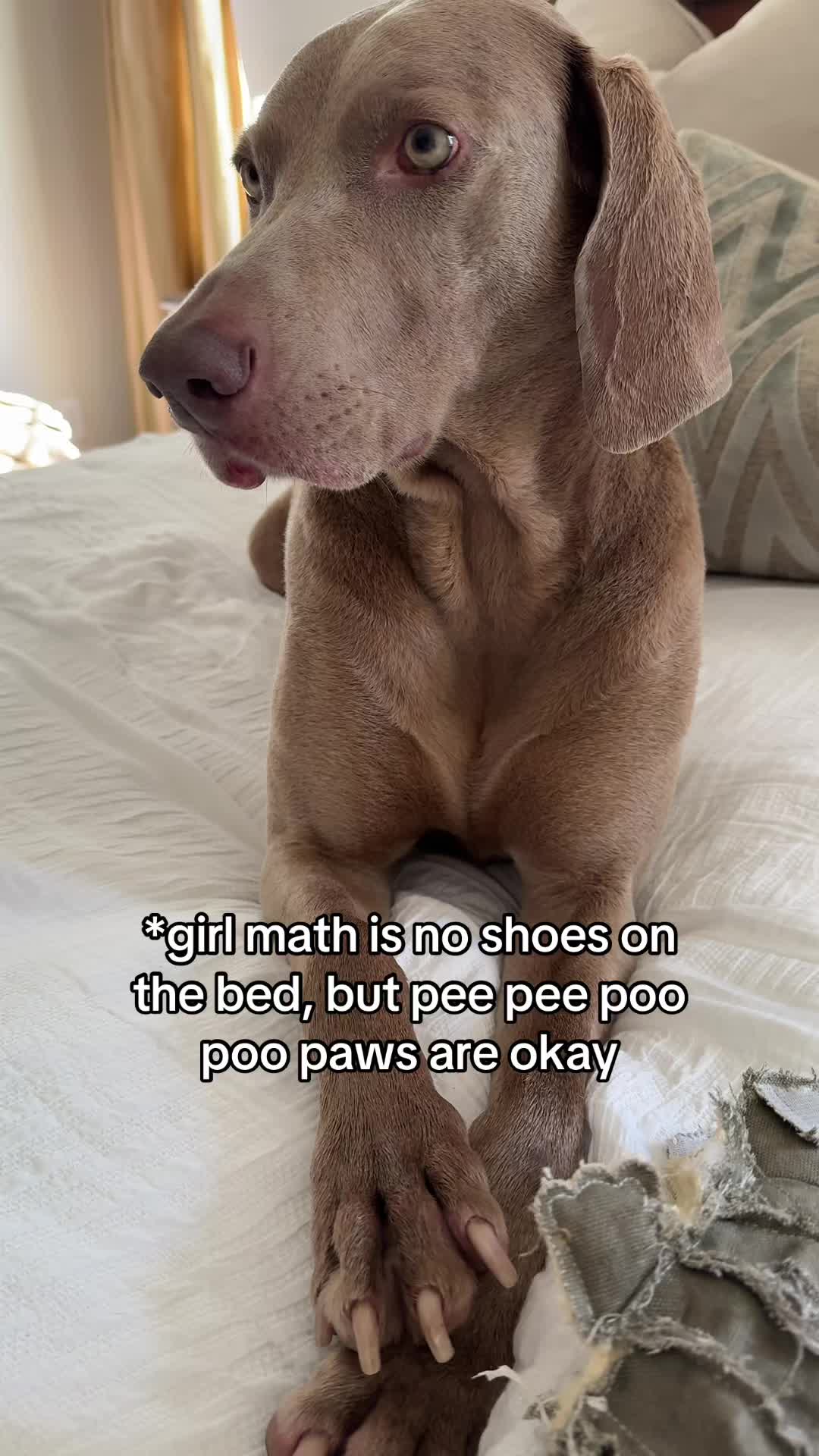 @Zoey the Weim