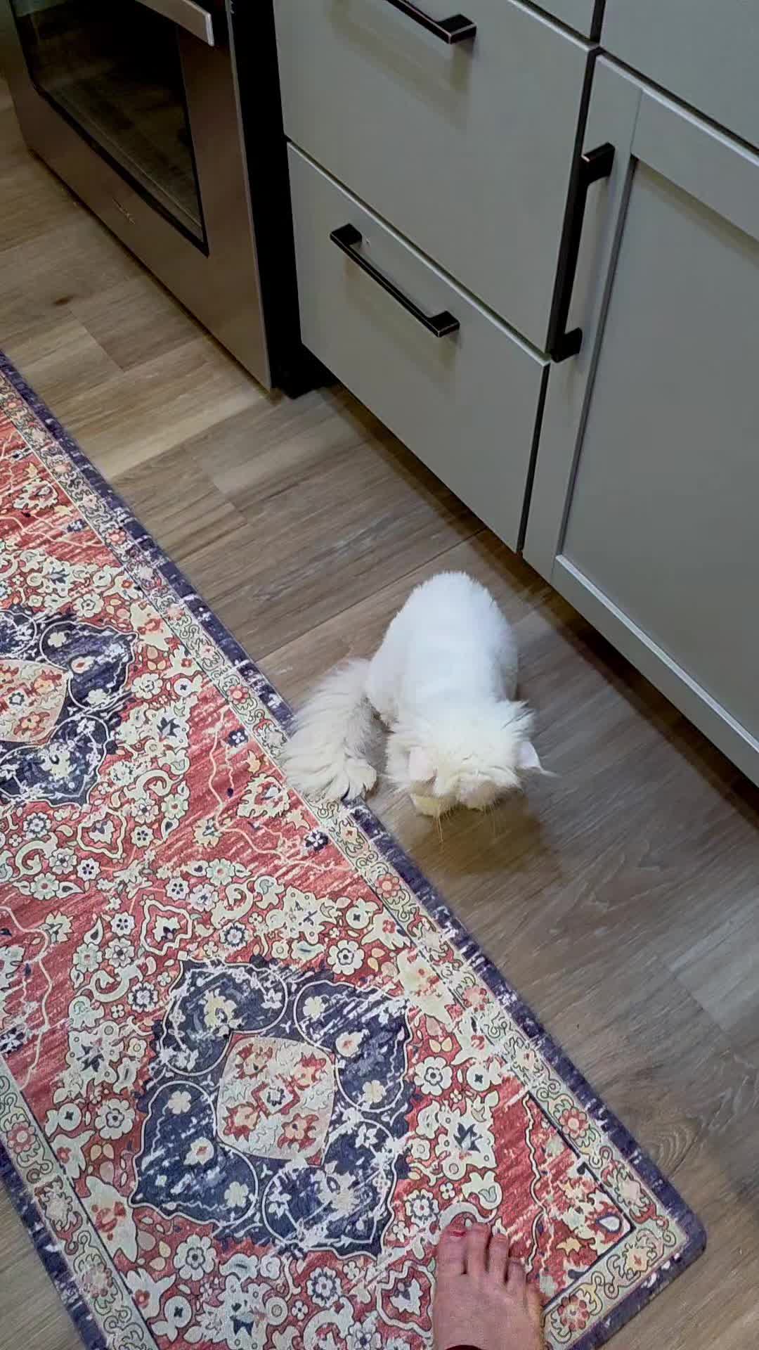 @South Texas Persian Rescue