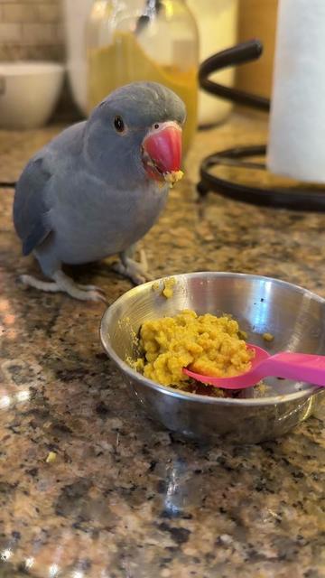 @SaraShaleen