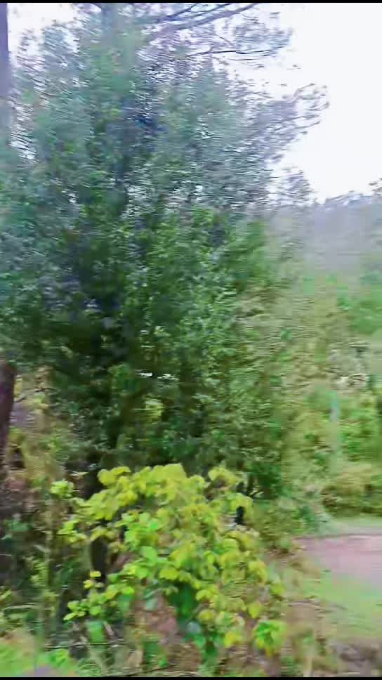 @جنگلی بلی 😺