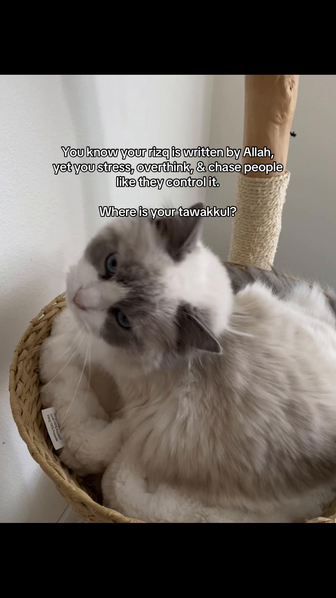 @فيها خير
