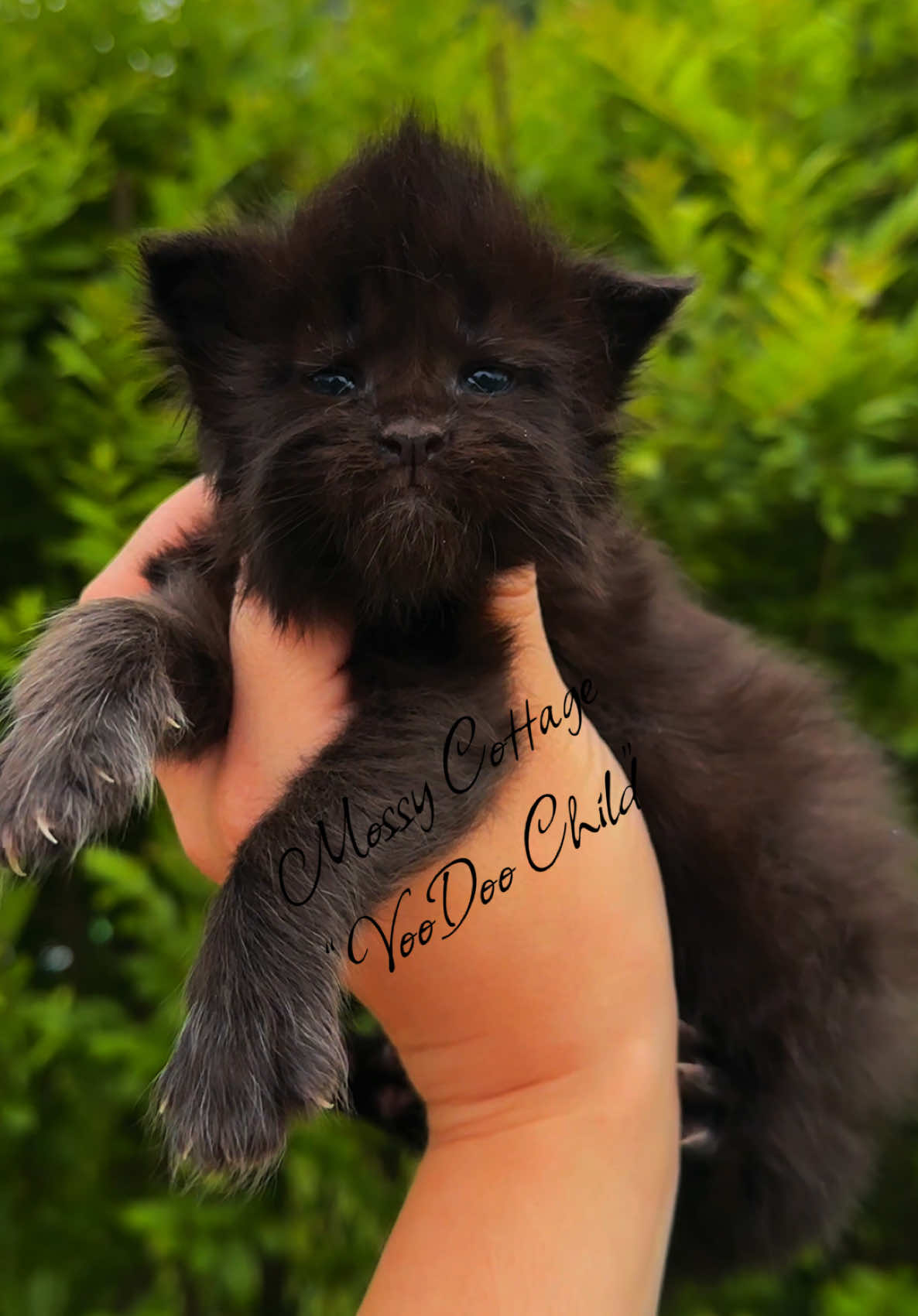 @Mossy Cottage Maine Coons 🌙