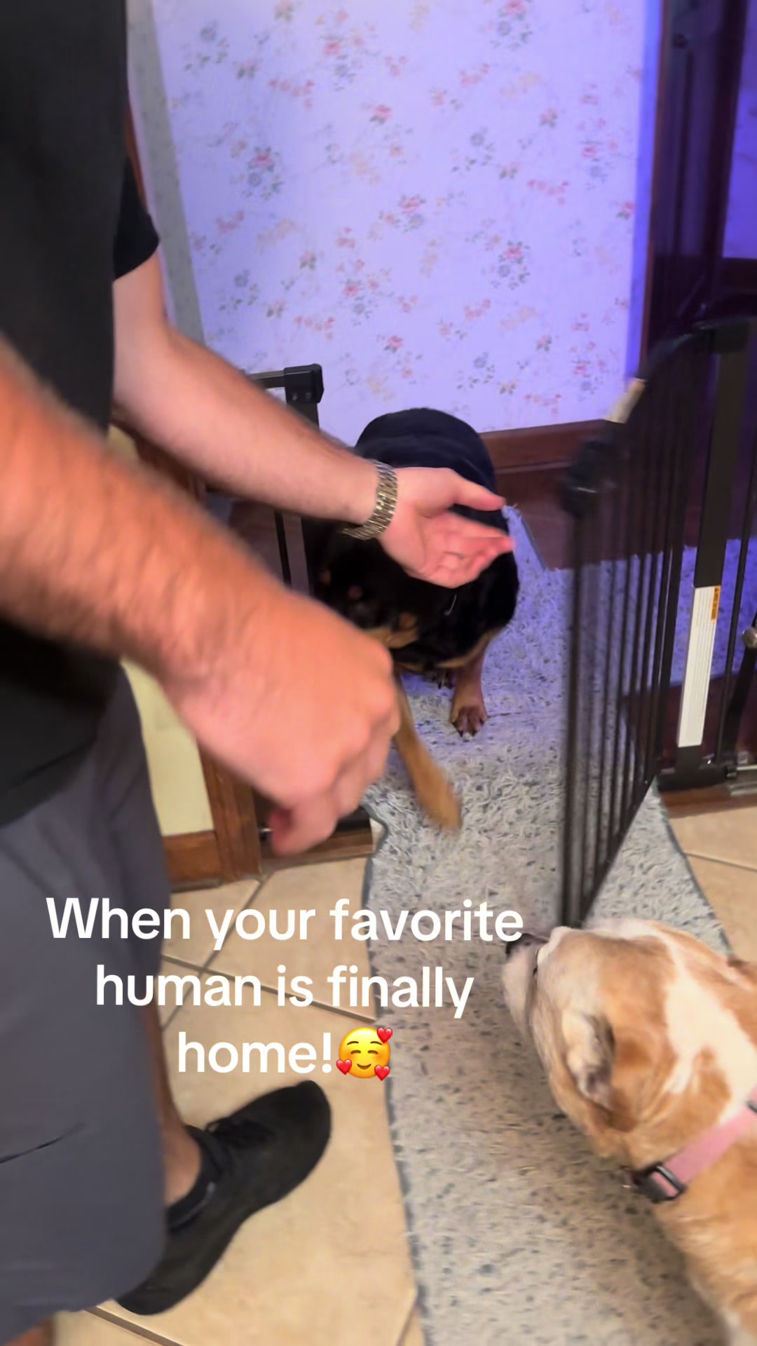 @Crazy Dog Lady