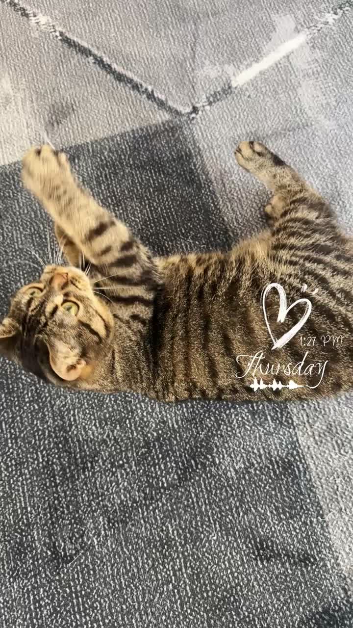@🐾MILKAM🖤WHISKEYM🩶🐾A❤️🫂