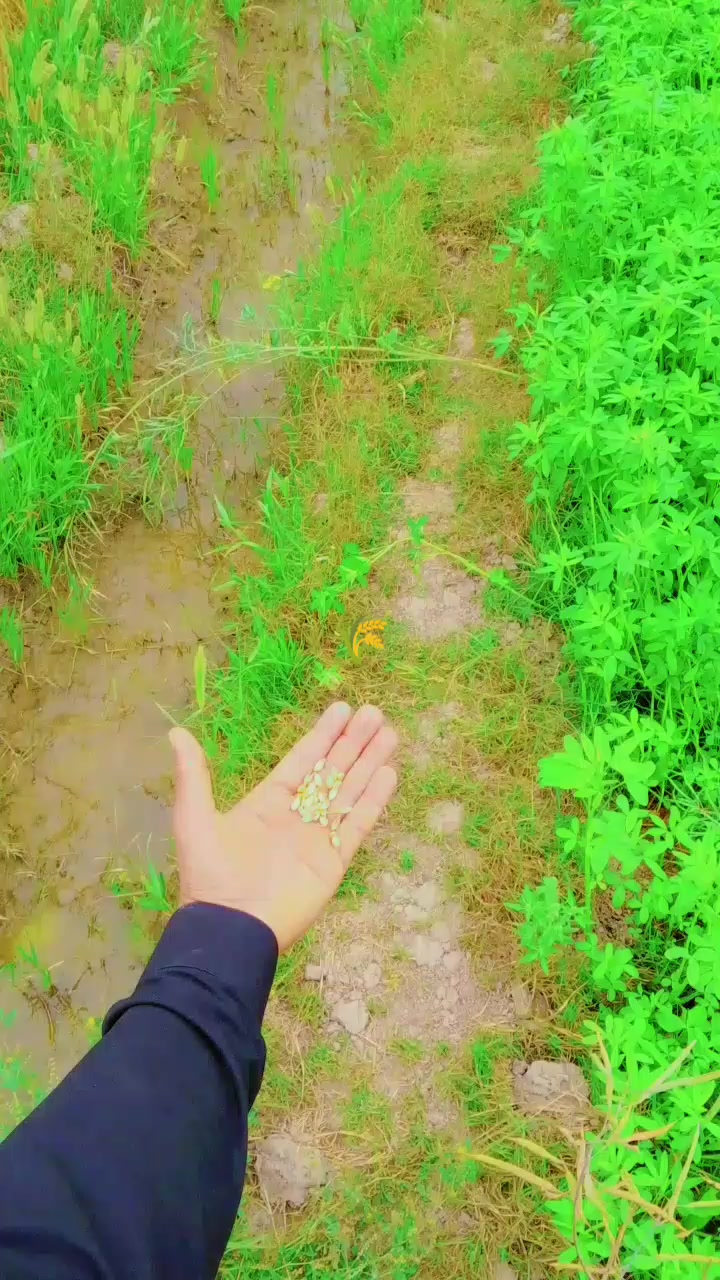 @amiriqbal1103