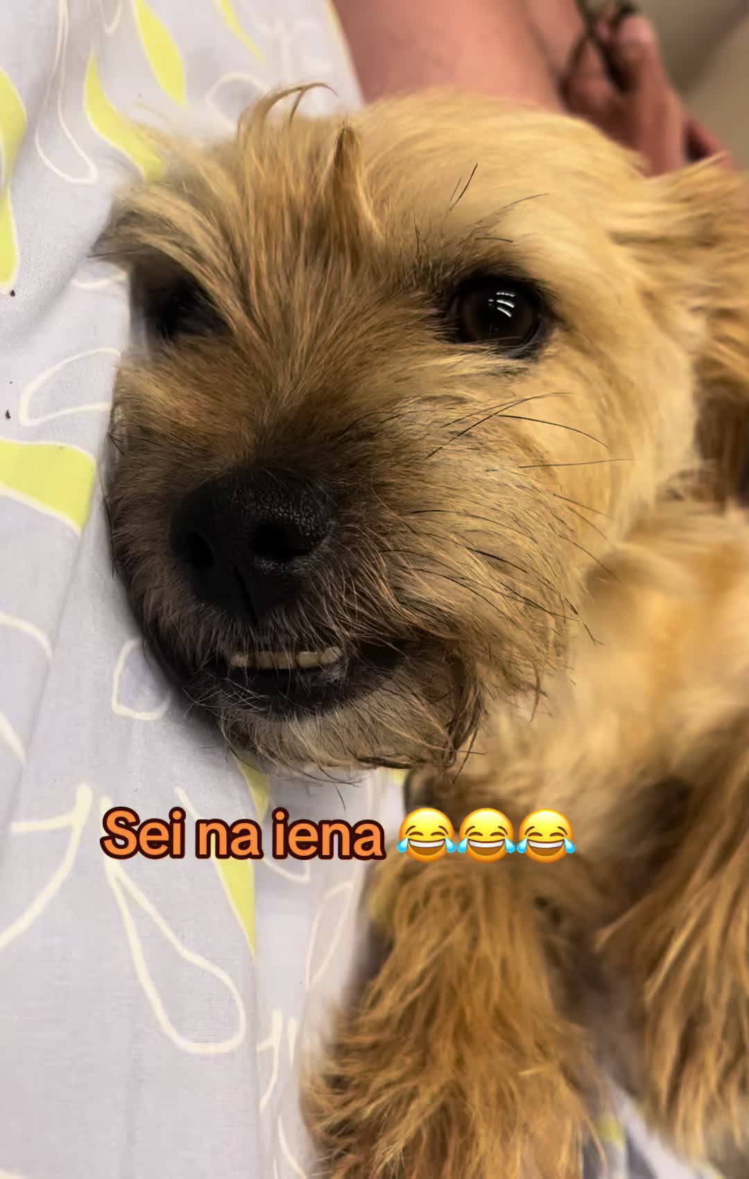 @Tanya Volontaria Animalista