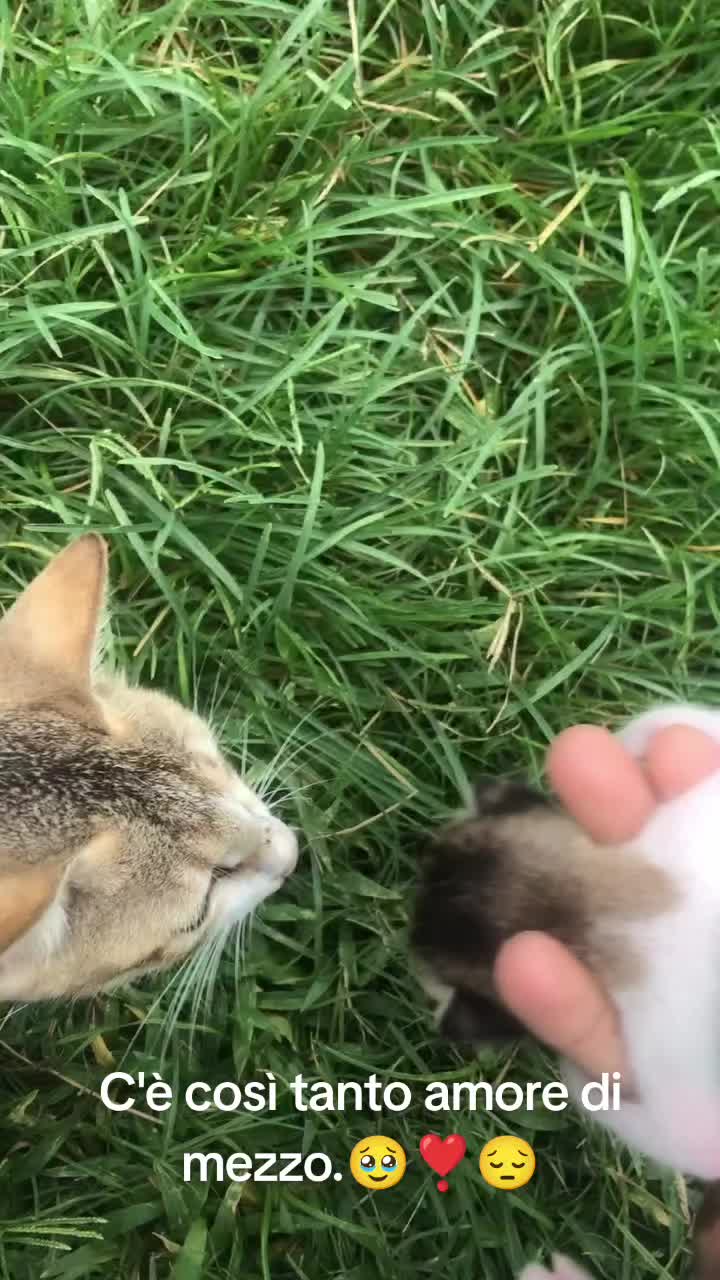 @cuore.animale