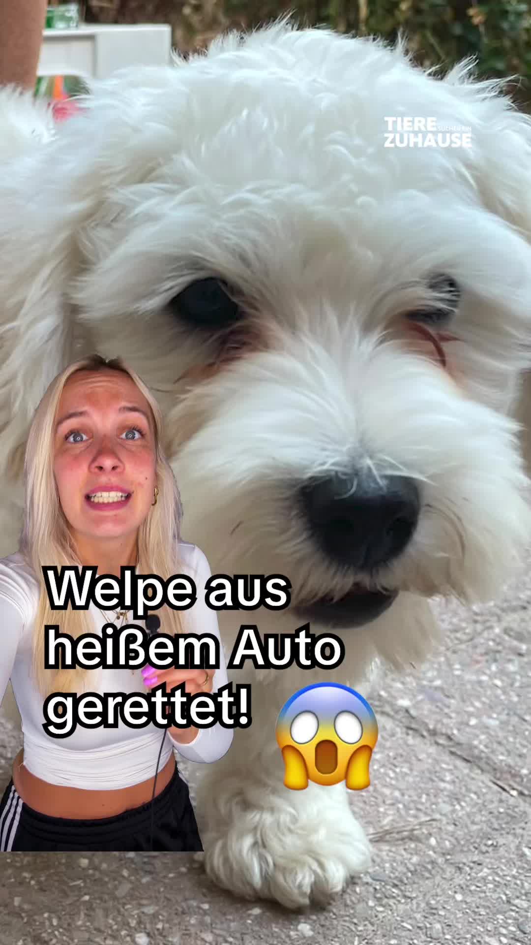 @Tiere suchen ein Zuhause