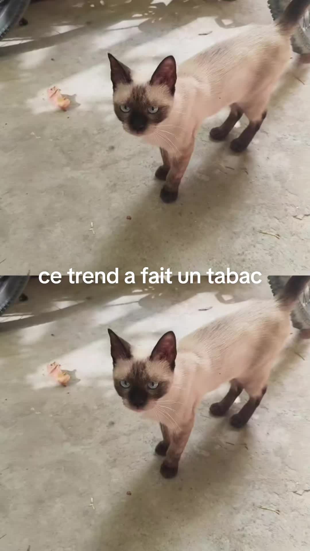 @HADID