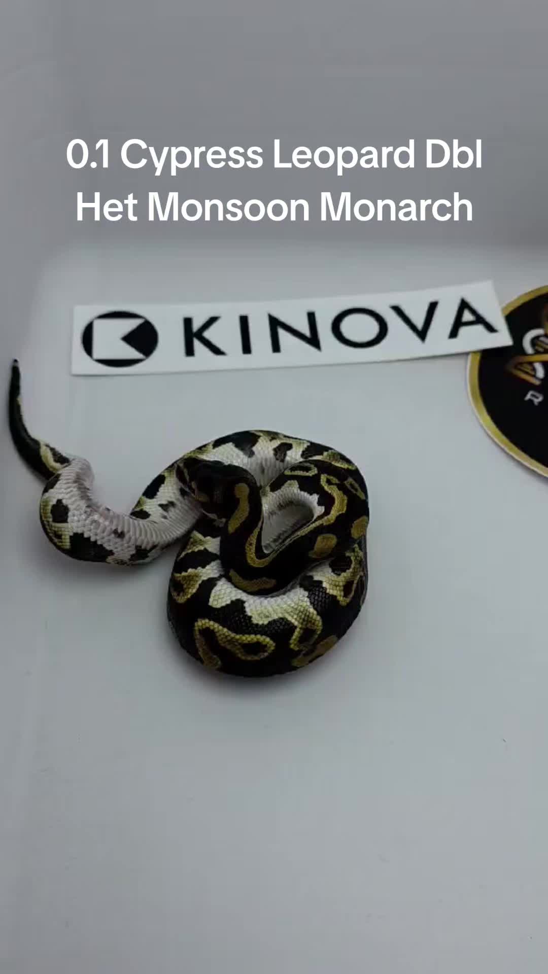 @Proxima Reptilis